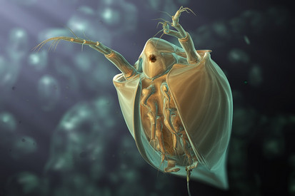 Daphnien werden als Biotester eingesetzt.