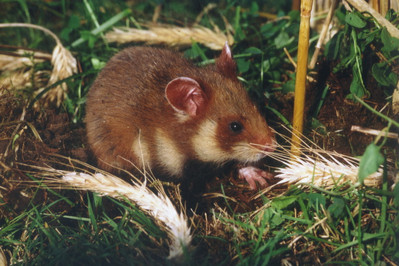 Feldhamster (Cricetus cricetus)