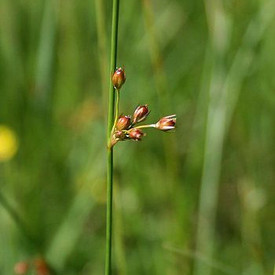 Fadenbinse (Juncus filiformis)