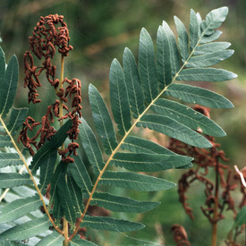 Königsfarn (Osmunda regalis)