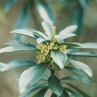 Lorbeerseidelbast (Daphne laureola)